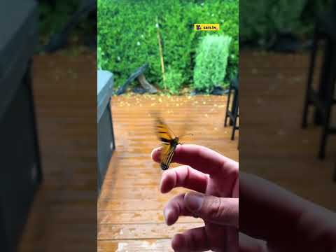 Watch A Caterpillar Turn Into A Butterfly | The Dodo