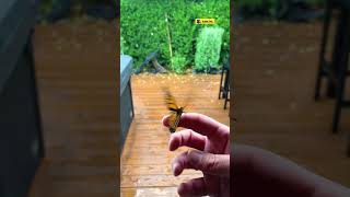 Watch A Caterpillar Turn Into A Butterfly | The Dodo Resimi