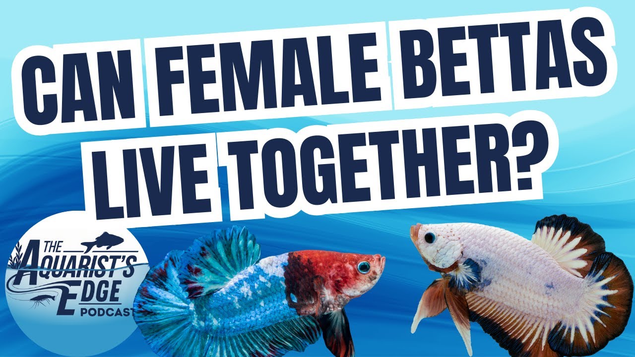 Могут ли самки бойцовых рыбок жить вместе? Руководство по содержанию самок бойцовых рыбок в одном...