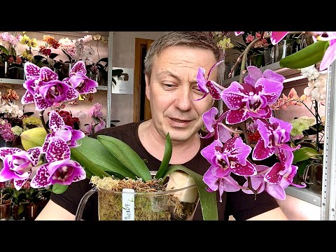Warum SCHNEIDEN Orchideen DEN BLÜHENDEN STEIN?