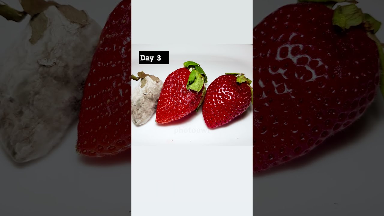 Letting My Pet Mold Spread Over To Some Strawberries