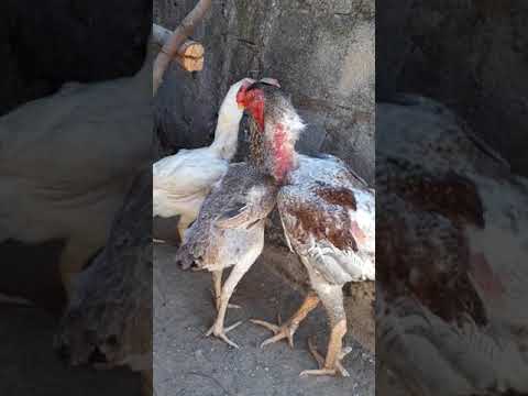 Meus Índio Gigante Na Roça | Baía Do Imperador アヴェスター