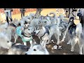 【80頭以上】ハスキー犬の大群から愛犬を探し出せww 兄弟犬とハス会に参加してみた