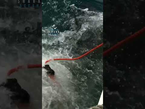 Great White Comes Out Of The Water Like A Torpedo