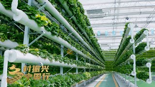 山东兰陵：“蔬菜种植大县”发力预制菜产业，年产值约100亿元 「乡村振兴中国行」| 财经风云