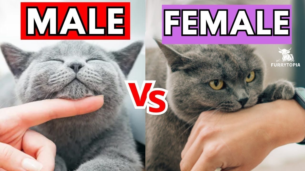 7 Surprising Differences Between Male & Female Cats!