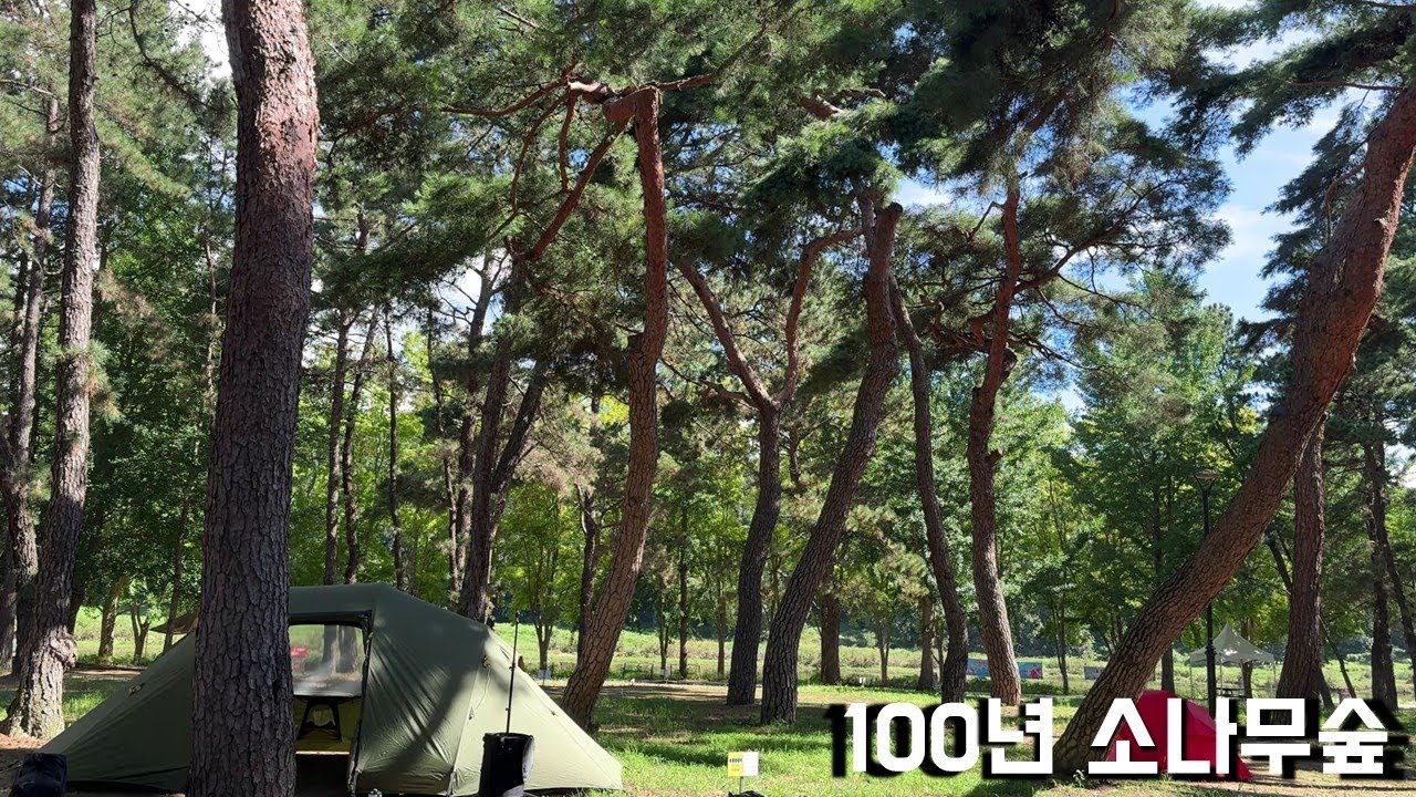 ⚠️4K l 100년 소나무 숲에서 마지막 여름캠핑 ~! 💦  #헬스포츠  #김레 #충북영동 #송호관광지