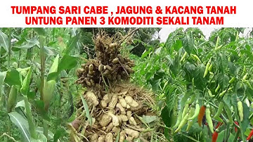 Panduan Menanam TUMPANG SARI Cabe Jagung & Kacang Tanah Tanpa Olah Tanah
