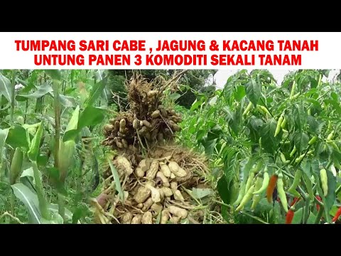 Video: Penanaman Pendamping Kacang Tanah: Apa Pendamping Kacang Tanah Terbaik