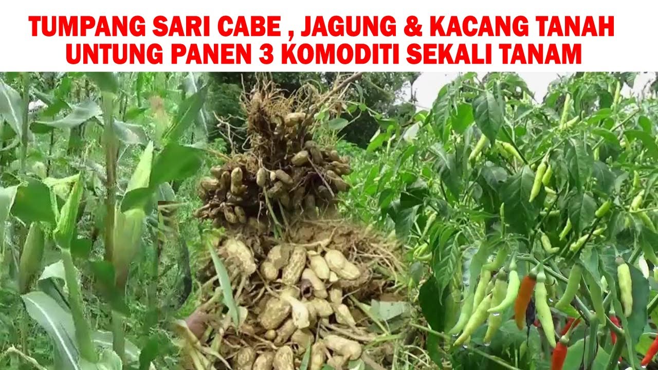 Panduan Menanam TUMPANG SARI Cabe Jagung & Kacang Tanah Tanpa Olah