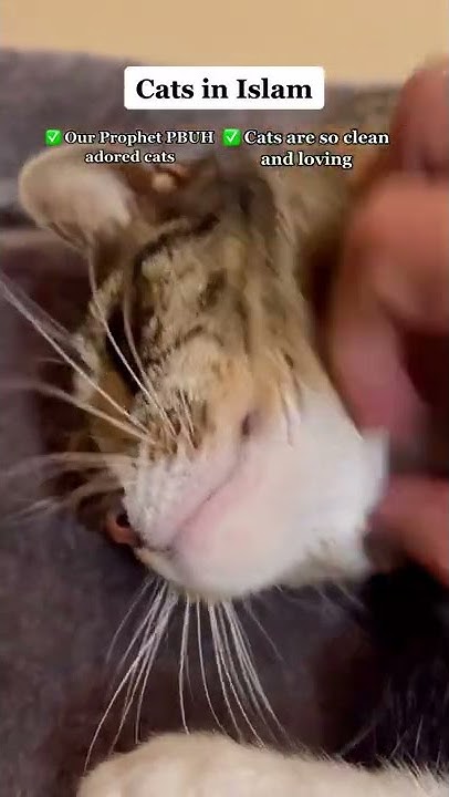 are-cats-allowed-in-islam-youtube