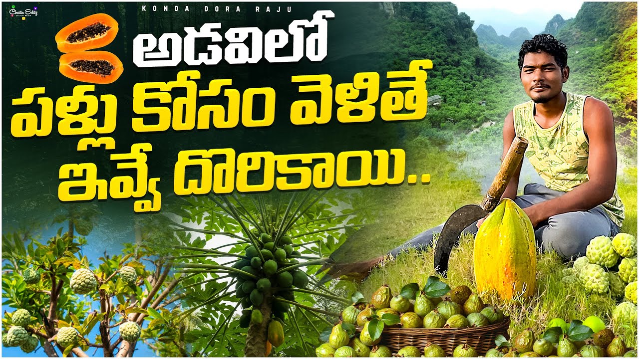 “అడవిలో పళ్లు కోసిన అనుభవం | Fruits Plucking in Forest Telugu”