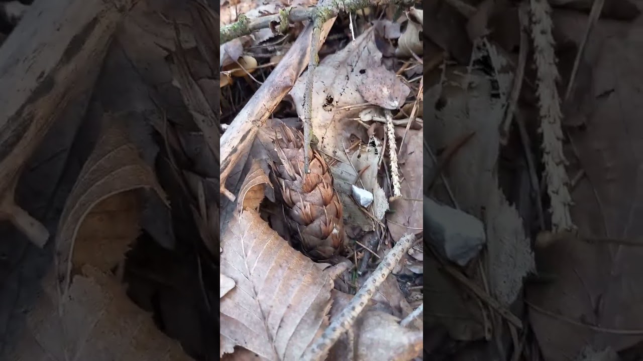 Jušna gljiva (jedna od prvih proljetnih gljiva) sako ime govori za ŝta se koristi