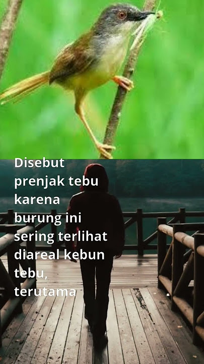 Mengenal Jenis Prenjak Bagian #6 Prenjak Tebu
