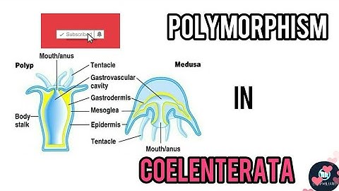 Polymorphism in Coelenterata