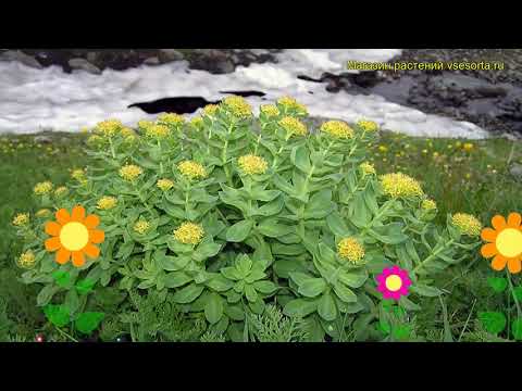 Video: Rhodiola Escarchado