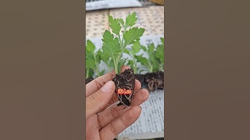 Cúc vàng đông( Đài loan) cho Tết 2026.#shortvideo #caygiongtranghuynh #viral #trending #lamvuon