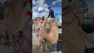 Катаемся на верблюде 🐫 #популярное #рекомендации #путешествие #отдых #туркестан #верблюд