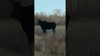 Cow moose doing cow moose things #rut #albertamoose #moose #hunting