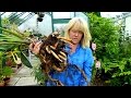 Repotting A Very Pot Bound Bird Of Paradise (strelitzia)