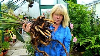 Repotting A Very Pot Bound Bird Of Paradise