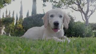 Dog Inbreeding: Understanding Its Impact on Canine Health