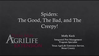 Spiders! The good, the Bad, and the Creepy! 🕷🕸*WEBinar Series*🕸🕷