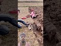 The process of digging underground vegetables with an iron rake