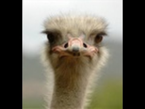 Lets play: Ostrich Island: Escape from paradise