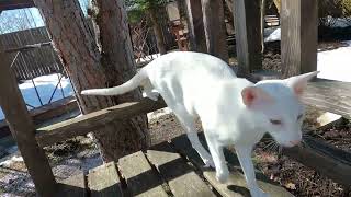 Ориентальные коты на даче в первый день настоящего тепла by Della Strit 458 views 1 month ago 3 minutes, 2 seconds