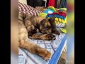 保護から2年のお祝いにケーキをもらいがっつきまくるべっこう猫のこむぎさん(*≧∀≦*)