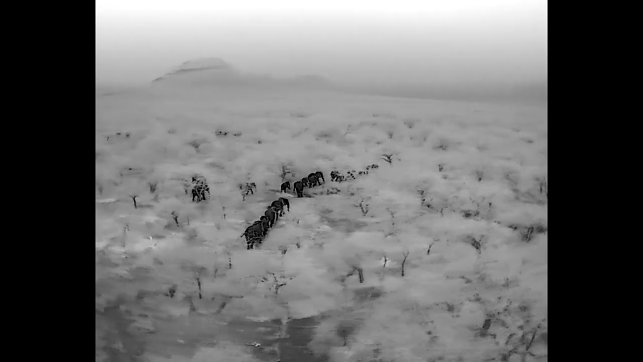 Mkomazi Human Elephant Conflict management 2024 - 7 minutes to move 60 elephants!