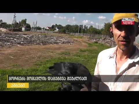 ყორნებს მომავლის დაგეგმვა შეუძლიათ