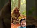 एक बंदर छोटा टाइगर को कैसे पीट रहा है 😱🙄 #aivideo #cat #monkey #wildliferescue #funny