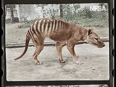 Tasmanian Tiger in Colour