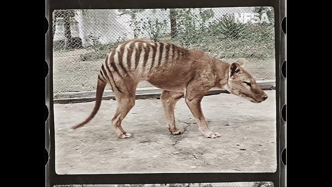 Tasmanian Tiger Animal Facts  †Thylacinus cynocephalus - A-Z Animals