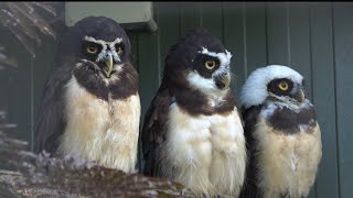 Download Lagu Spectacled Owls MP3 Download Lagu Spectacled Owls MP3