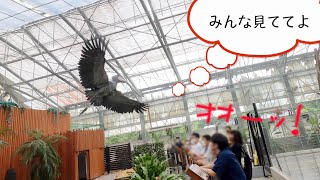 ハシビロコウのふたば、ギャラリーを意識して飛ぶ!?最後におまけつき!【夏のふたば2021】Summer Futaba 2021-14 FUTABA 掛川花鳥園
