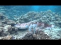 Giant cuttlefish: Fighting, Mating and Egg laying