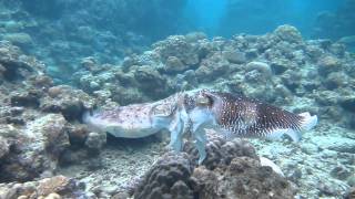 Giant cuttlefish: Fighting, Mating and Egg laying