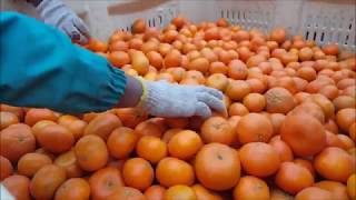 Habata citrus nets \u0026 mandarin pickings