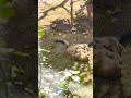 cats play