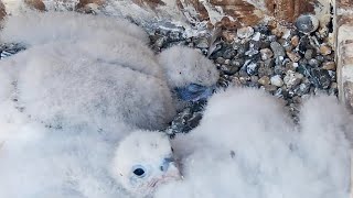 Cal Falcons: Immersing in chick fluff before fluff becomes feathers ☁☁☁☁ 2024 May 9