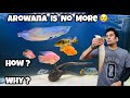 Silver Arowana is no more 😢 Why & How Sliver Arowana died ?
