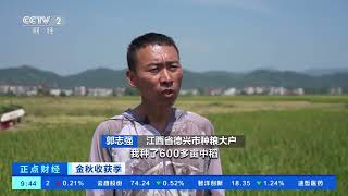 [正点财经]金秋收获季 江西德兴：万亩中稻喜丰收 颗粒归仓抢收忙| 财经风云