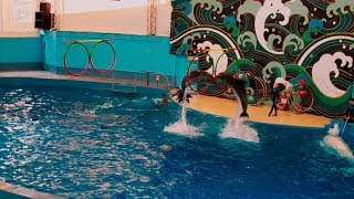 Шоу дельфинов в парке Ривьера Сочи/Dolphin show in Riviera Park Sochi