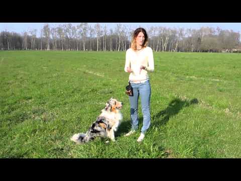 Video: Come addestrare un cane pigro: 7 passaggi (con immagini)