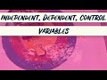 Understanding Variables in Experiments