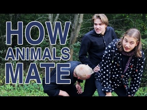 Amazing Monkey mating like a human! wow! wow! | Doovi Amazing Monkey mating like a human! wow! wow! | Doovi