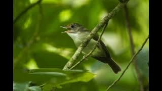 suarA burung Asi kumis hutan